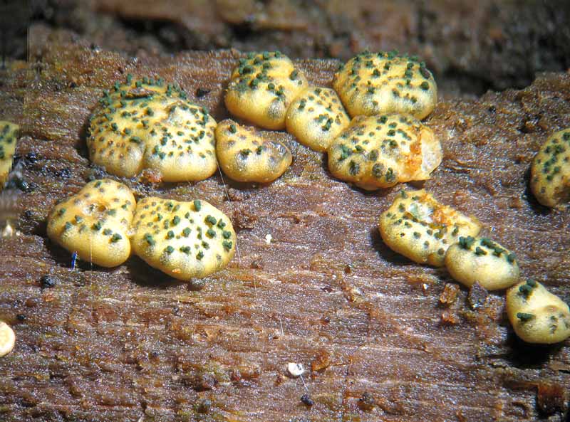 Creopus gelatinosus